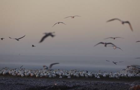 Зоологи выяснили, что ранняя весна в арктике вызывает гибель птиц в африке